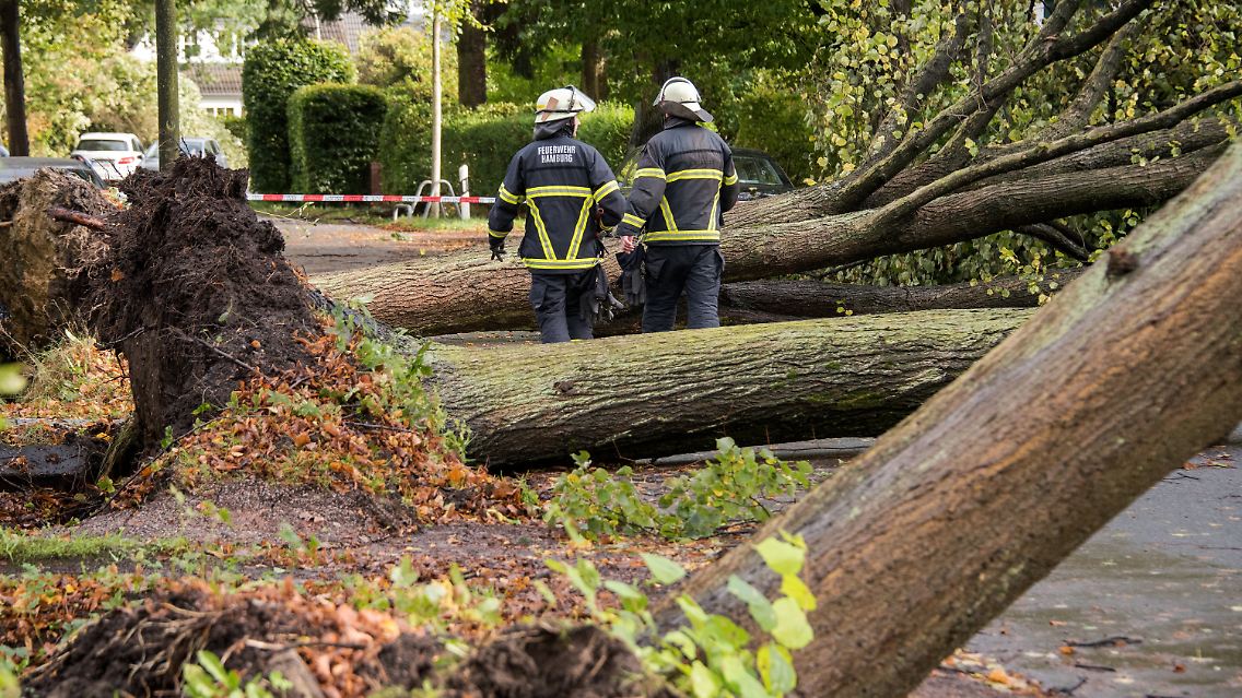 Der Sturm in Norddeutschland lässt die Bäume fallen.