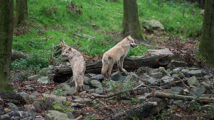 Wölfe leben in der Regel in Familienverbänden.