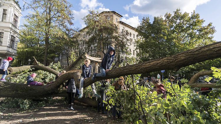 Ein umgerissener Baum dient als Spielplatz. Er würde sich auch gut im Kamin machen.