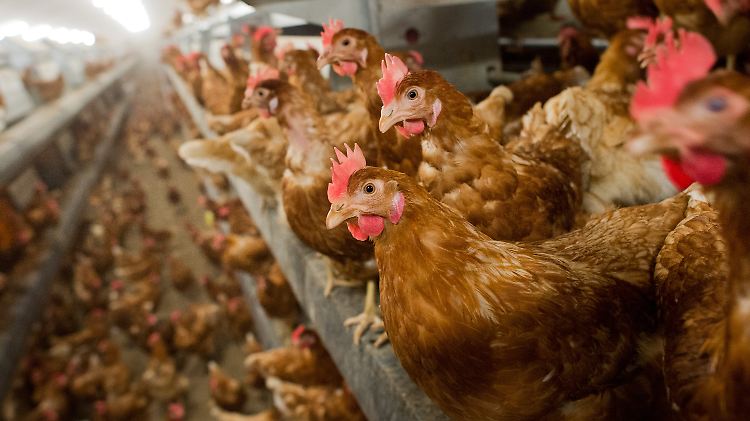 Deutsche Eierbetriebe können derzeit nur knapp 70 Prozent der Nachfragen im Inland bedienen.