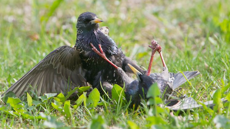 Der Star folgt auf den Waldkauz als "Vogel des Jahres".