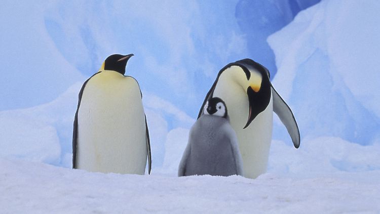 Kaiserpinguine mit ihrem Jungen in der Antarktis: Dort sind Tausende Küken verhungert, während sie auf ihre Eltern warteten.