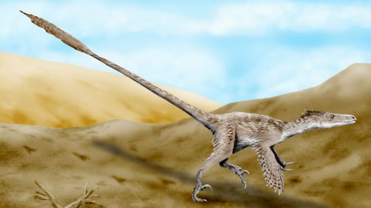 Die gefiederten Maniraptoren sind die engsten Verwandten der Vögel. Hier zu sehen: Velociraptor mongoliensis.