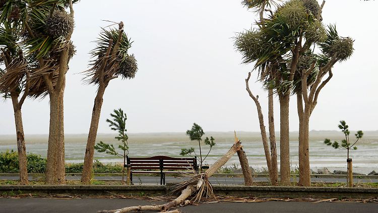 In Irland kamen drei Menschen durch umstürzende Bäume ums Leben.