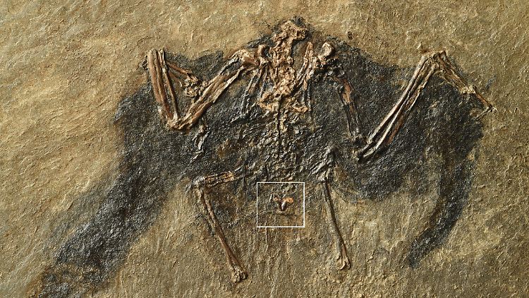 Hier markiert: die Bürzeldrüse, in der das Fett steckte.