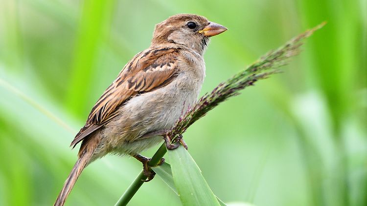 "Allerweltsvögel" wie der Sperling seien besonders stark betroffen, sagt der Nabu.
