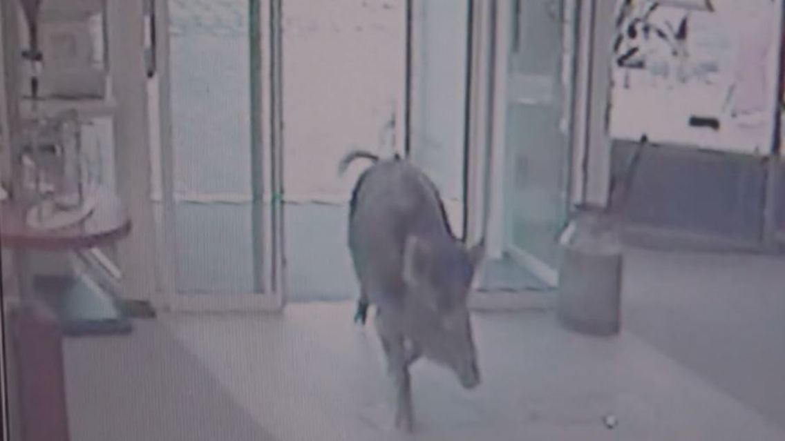 wildschwein1.JPG