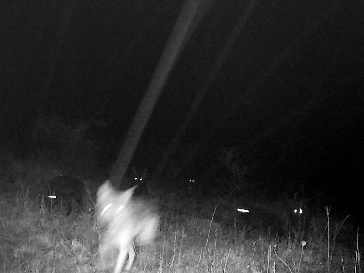 Man sieht die Augen der Jungtiere mit dem schwarzen Labrador-Fell leuchten: die kleinen Wolfsmischlinge in der Fotofalle.