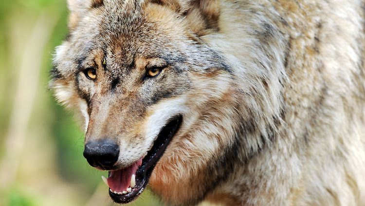 Wölfe sind potenziell gefährliche Wildtiere. Wie ist das bei Hund-Wolf-Mischlingen? Durch das Haushund-Gen könnten sie die Scheu vor dem Menschen verlieren. Wie verhalten sie sich dann?