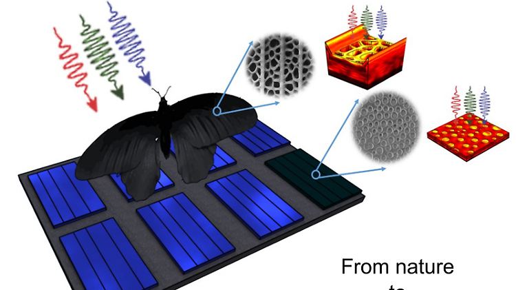 Hier grafisch dargestellt: die löcherige Struktur der Flügelschuppen, die die Forscher auf Solarzellen übertragen haben.