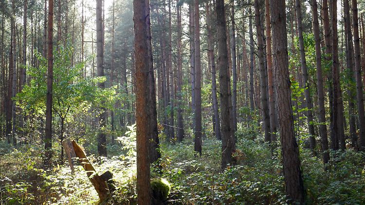 Eigentümer sind dafür verantwortlich, dass ihr Wald erhalten bleibt.