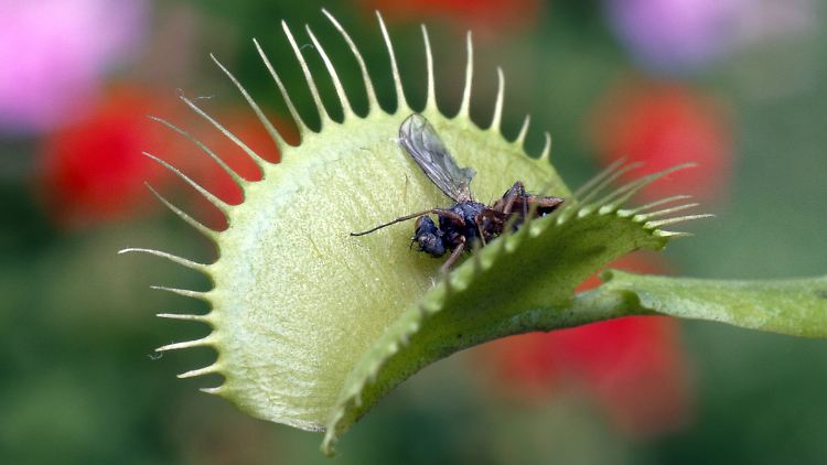 Bei toten Insekten kann es passieren, dass die Venusfliegenfalle gar nicht ihre Fangarme schließt.