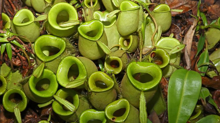 Kannenpflanze (Nepenthes ampullaria) im Regenwald auf Borneo, Malaysia.