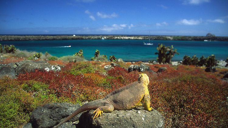 Ein Galapagos-Landleguan (Conolophus subcristatus) sonnt sich auf einem Felsbrocken.