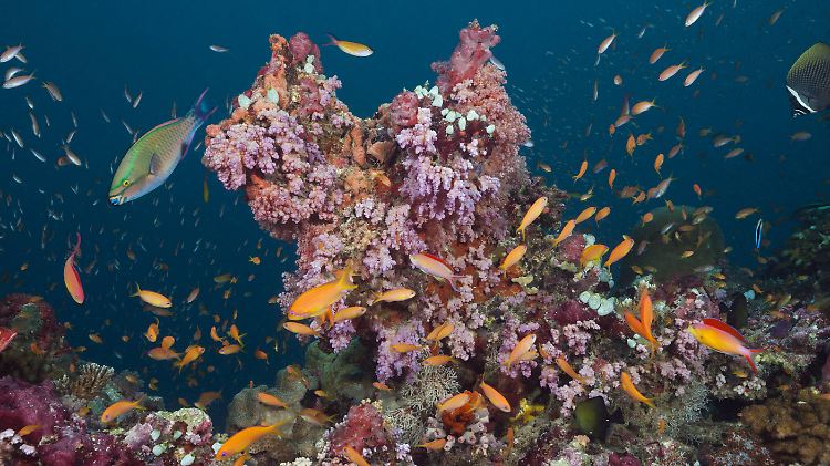Vor allem küstennahe Korallen, die durch den Klimawandel gestresst sind, könnten empfindlich auf Sonnencreme reagieren.