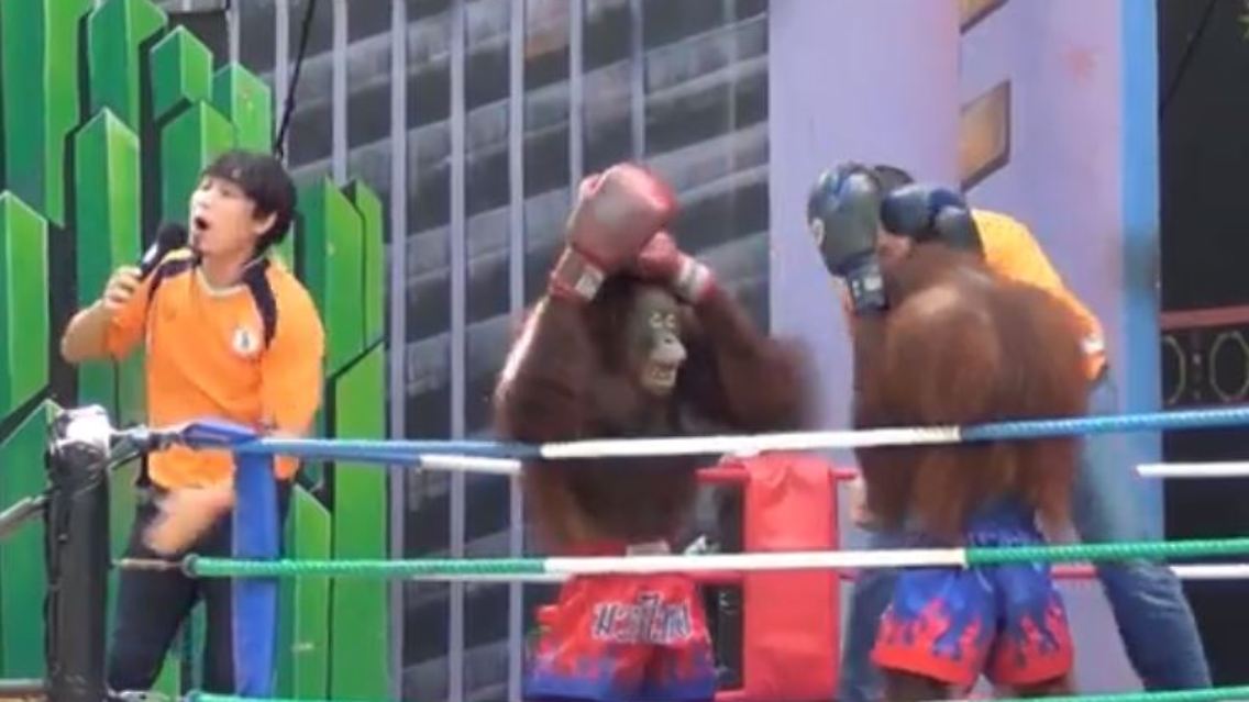 affe.JPG