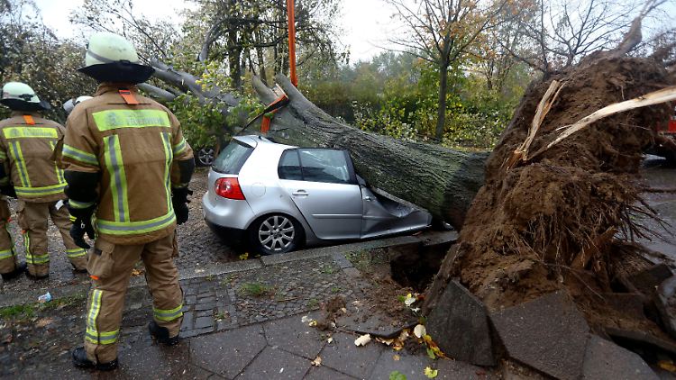 Totalschaden: In Berlin stürzten mehrere Bäume auf parkende Autos.