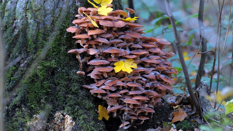 Kolonie von Hallimasch-Pilzen am Stumpf eines abgestorbenen Baumes im Grafenberger-Wald.