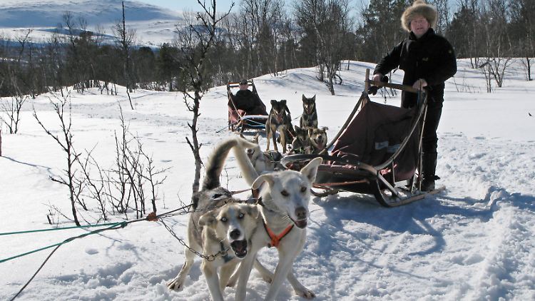 Ein Tourist lenkt einen Hundeschlitten durch die verschneite Landschaft Norwegens.