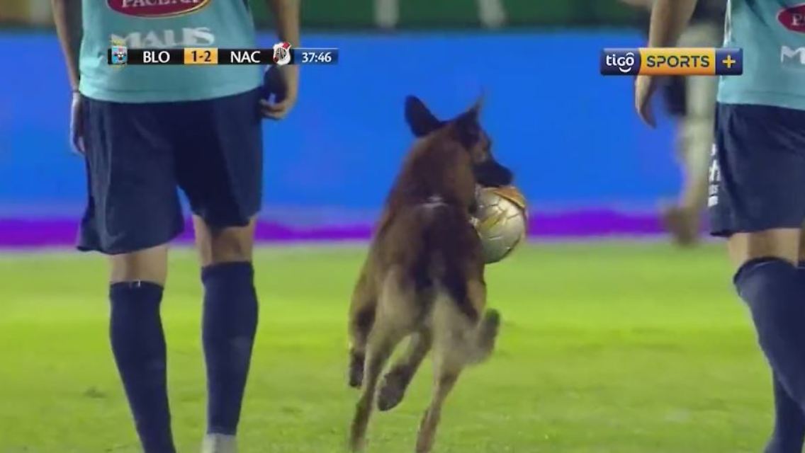 hund3.JPG