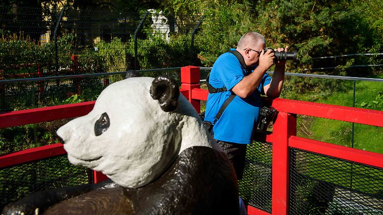 "Zoos sind für Menschen da": Ein Besucher im Pandahaus im Zoologischen Garten in Berlin.