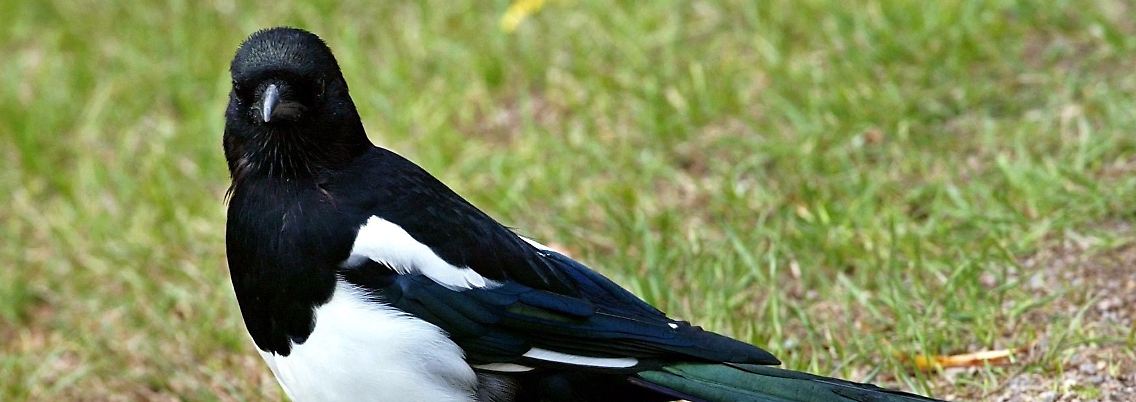 Als Grund für den Angriff wird etwa der veränderte Lebensraum der Elstern genannt, in dem sie weniger Nahrung in der Natur fänden.