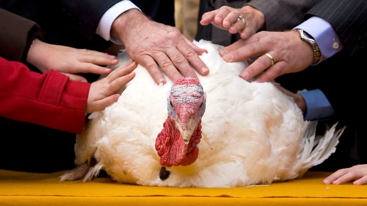 Symboltier des US-Feiertags "Thanksgiving": Gebratener Truthahn passt unter anderem vorzüglich zu Südkartoffeln und Preiselbeeren.