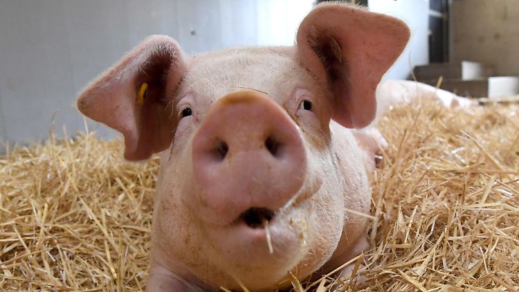 Ein einziges Schwein, das war's. Auf mehr Applaus dürfen die Jamaika-Parteien nicht hoffen.