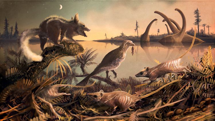 So wie die rattenähnlichen Tiere auf dieser Illustration könnten die Ur-Säuger ausgesehen haben.
