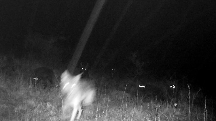 Aufnahmen einer Fotofalle vom Oktober zeigen die Wolfshybriden.