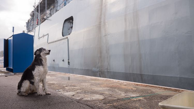 Hund vor deutscher Fregatte im Hafen von Palermo.