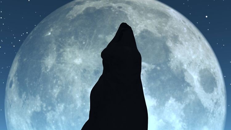 wolf_Vollmond.jpg