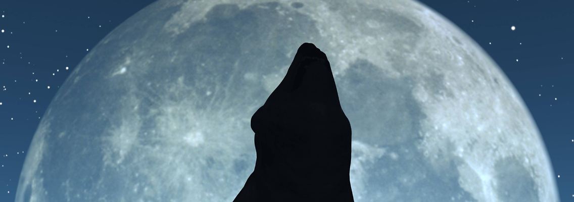 wolf_Vollmond.jpg