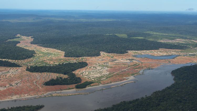 Entwaldete Flächen in Brasilien: In 25 Jahren wurden weltweit mehr als 120 Millionen Hektar Wald abgeholzt.