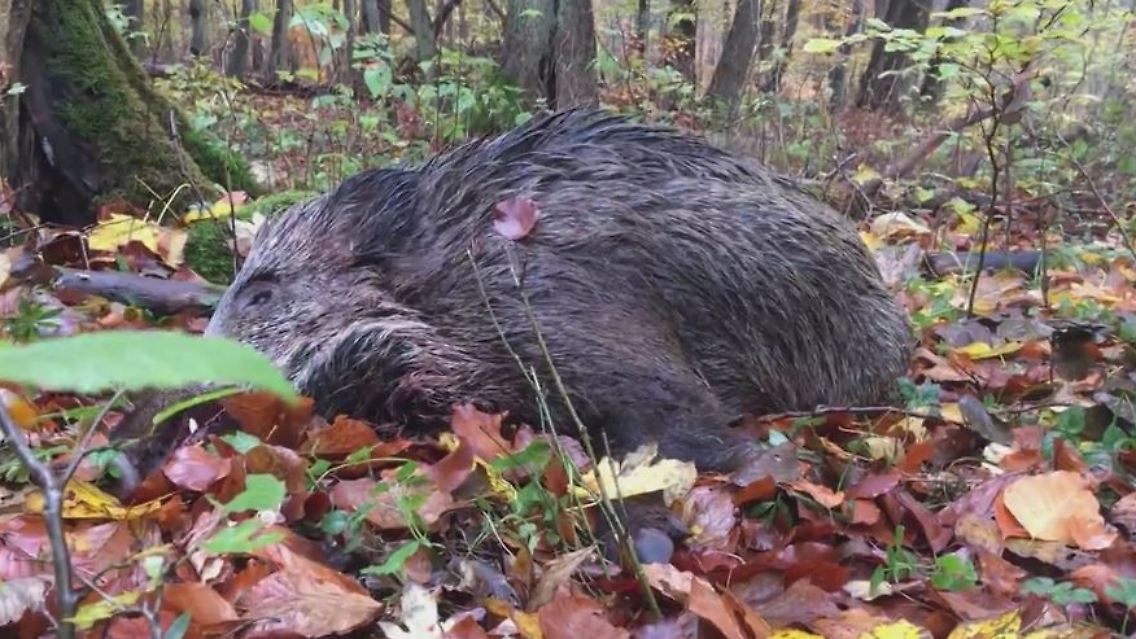 wildschweine.JPG