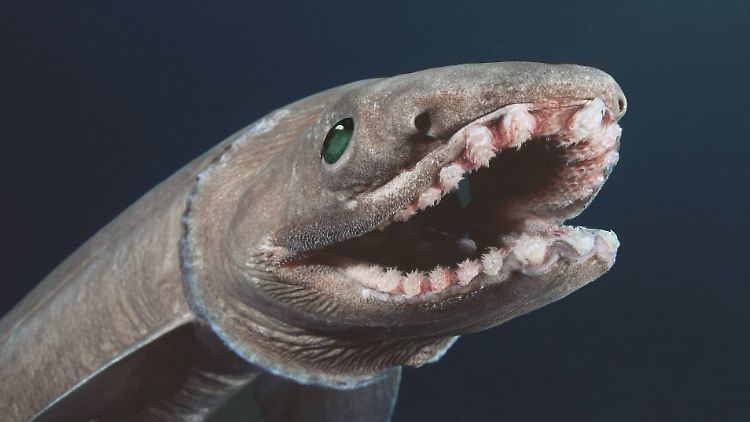 Der aalartig langgezogene Körper des Kragenhais erreicht eine Länge von bis zu zwei Metern.