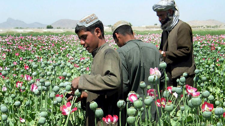 Afghanische Bauern arbeiten in der Nähe von Kandahar auf Feldern, auf denen Schlafmohn angebaut wird.