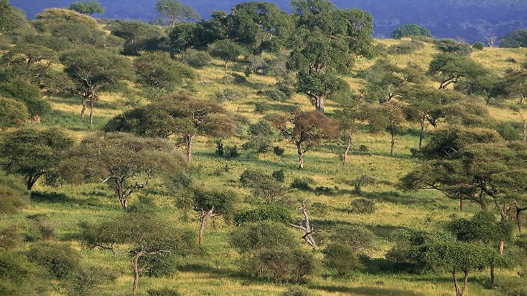 Kein Wald, sondern Savanne im Tarangire-Nationalpark in Tansania.