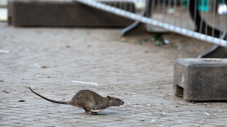 Nicht nur in Berlin laufen einem die Nager auch immer öfter tagsüber über den Weg.