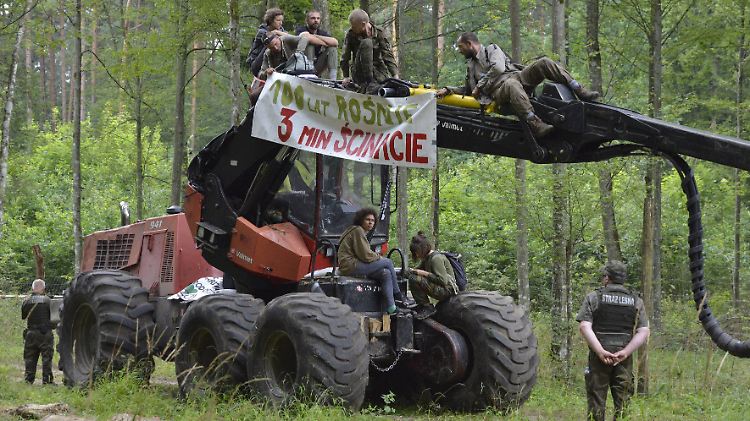 Umweltaktivisten blockieren aus Protest gegen die Abholzung eine Baumfällmaschine im Bialowieza-Urwald.