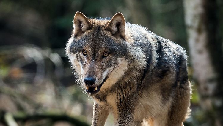 Dieser Wolf lebt in einem Gehege in Brandenburg. 