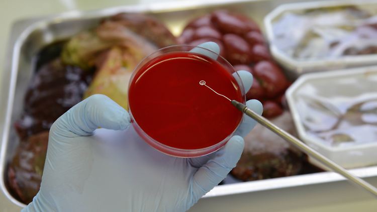 Verzehr von BSE-verseuchtem Rindfleisch gilt als Hauptansteckungsgefahr für die Creutzfeldt-Jakob-Krankheit