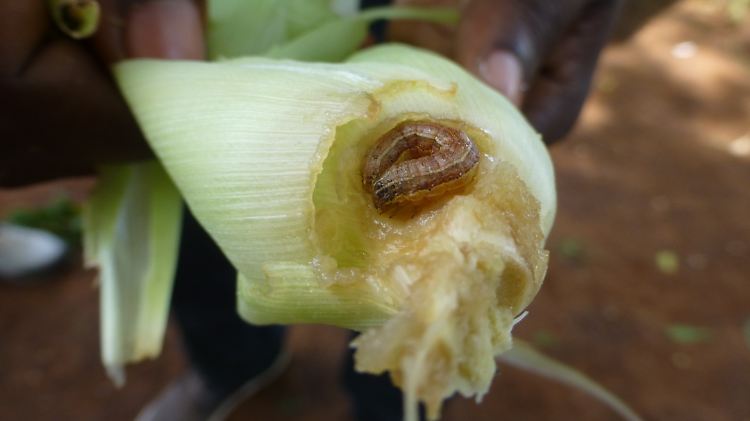 Landwirte in Südamerika kämpfen seit Jahrzehnten gegen den zerstörerischen Heerwurm. Nun hat er auch Afrika erreicht.