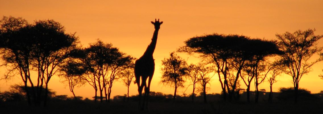 Safari-Romantik: Gleich neben der Lodge liegt der tansanische Arusha-Nationalpark.