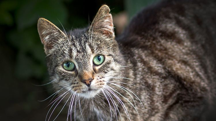 Die Angeklagte hat mehrere Katzen - dieser Stubentieger gehört allerdings nicht dazu.