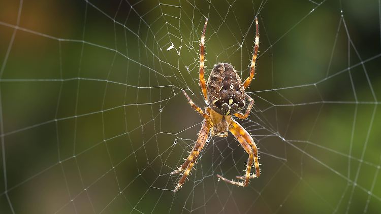 Die Kreuzspinne in ihrem Netz ist im Herbst ein vertrauter Anblick. Doch wo ist sie ein paar Wochen später?