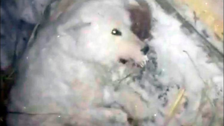 Grausame Tierquälerei in Sibirien: Der Hund überlebte die Grausamkeit nicht.