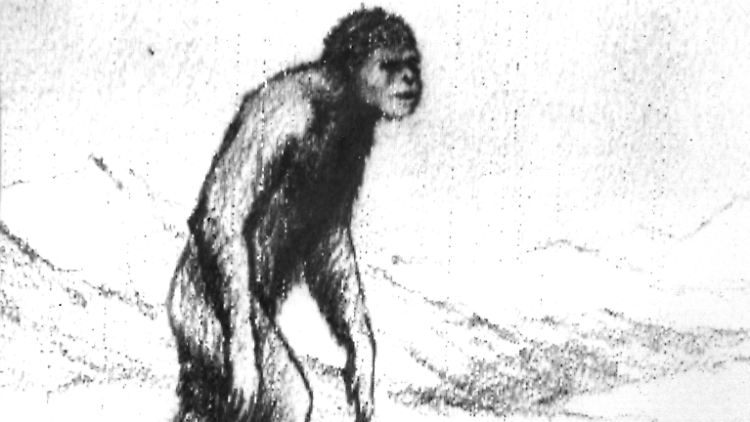 Der sowjetische Wissenschaftler A.G. Pronin fertigte diese Skizze vom Yeti an, nachdem er ihm, wie er meinte, 1967 zweimal begegnet war.