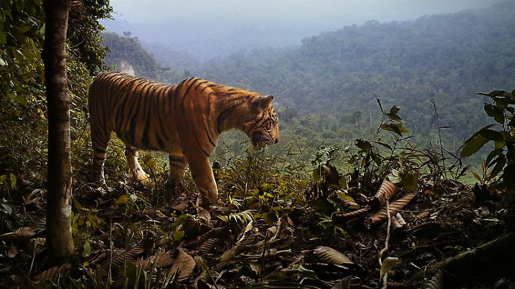Ein Tiger überblickt sein Revier im Nationalpark Bukit Barisan Selatan auf Sumatra.
