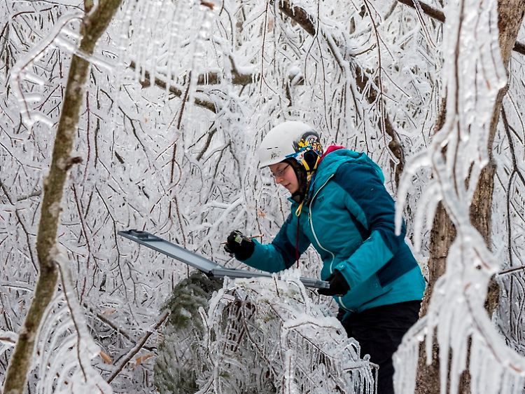 Messung der Eisdicke an einem Baum im Hubbard Brook Experimental Forest.